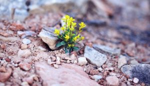 HOW CAN GOD’S PLAN OF HAPPINESS HELP US UNDERSTAND DEATH BETTER?